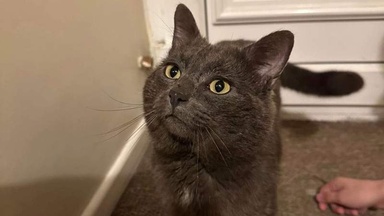Cat mysteriously reappears on doorstep two years after going missing