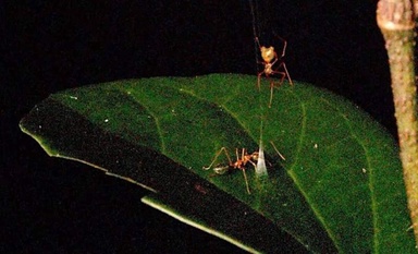 This Spider Is Not Like the Others, It Catapults Its Prey Into a Trap at 140 Times Earth’s Gravity