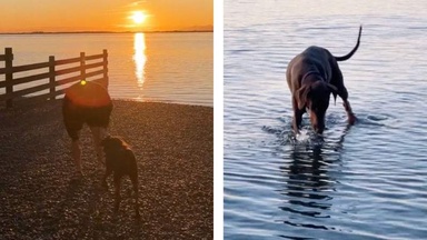 After a terminal diagnosis, this dog's final walk is deeply moving
