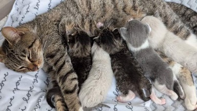 Sole survivor of six kittens beats three serious illnesses before being adopted