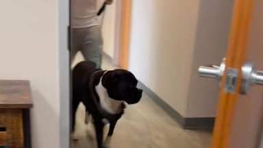 Dog visits sister to say goodbye, leaving viewers in tears