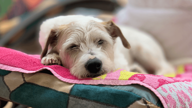 RSPCA warns owners of the dangers of using damp towels the wrong way this summer