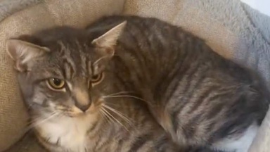 Worried by cat's constant meowing, she makes a shocking discovery hours later