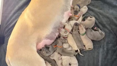 She expected a normal litter, but her dog went on to break every record