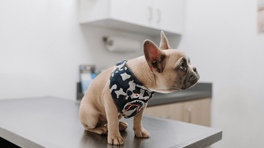 Vet explains all you need to know about the AHC, after UK change to pet travel