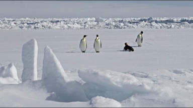 Protections for emperor penguins in focus as Antarctica talks start in Japan