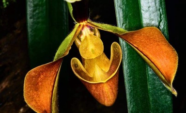 Scientists Discover a “Shy” Plant That Can Count Without a Brain, and It May Be Smarter Than We Thought