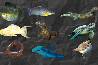 Asexual lizards, virgin births and clones – the all-female species of the animal kingdom