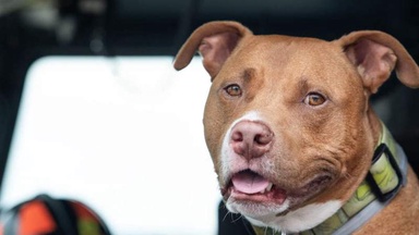 Veteran leaves his dog at a fire station: the reason why will break your heart