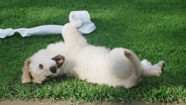 When to begin training a puppy: why the right foundations matter