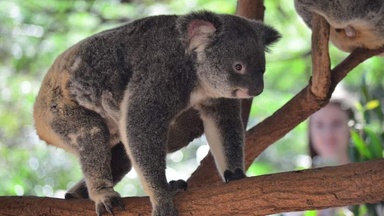 Australia is on the hunt for its next koala rescue dog