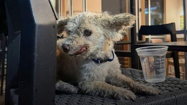 Senior dog waits all night on a café terrace: at 4am, his dream finally comes true