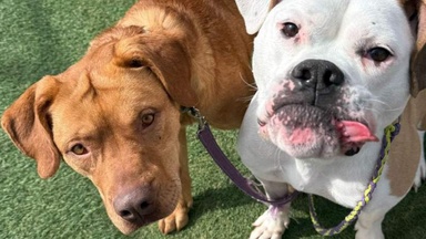 Rescue dog vanishes on a walk: volunteers have a genius idea to bring him home