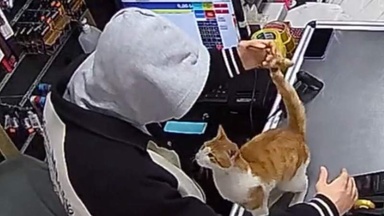 They rescued a stray cat, and he gave them the most beautiful gift in return