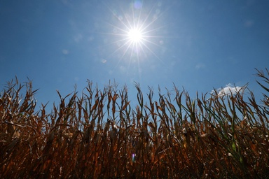 Europe’s heat strains global food supply