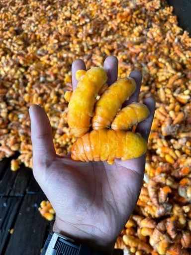 Experience a Day at the Turmeric Farm: A Journey into Malaysia’s Golden Spice Heartland