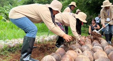 ATI intensifies support for Bataan coconut farmers
