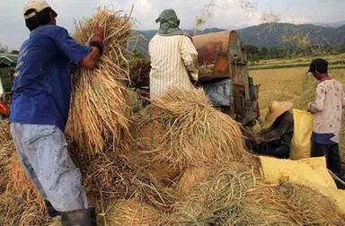 DA welcomes record-high Q2 palay harvest