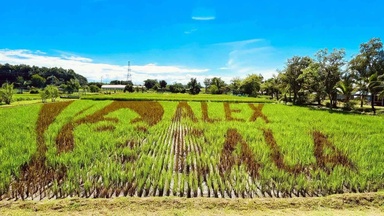 PhilRice honors Eala with rice field tribute