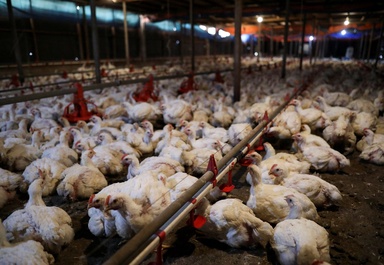 Puchong premises found using method that kills chicken before slaughtering