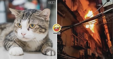 【拯救了一家三口！】家里着火后把主人叫醒逃命，猫咪却不幸牺牲！（内附影片）