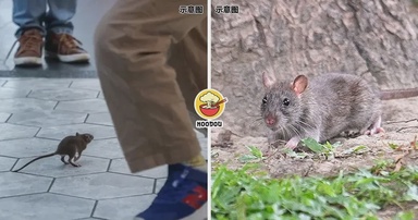 【老鼠也有自己的规划⁉️】老鼠满街跑扰民，动物沟通师：已有64只老鼠答应搬走！