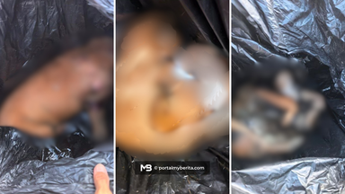 “Sangat kejam!”, puluhan bangkai anjing didakwa dibuang dalam tong sampah