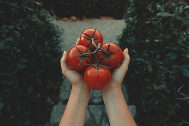 Can Eating Tomatoes Daily Help Fatty Liver? What Early Study Really Found
