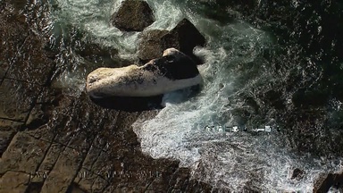 Some Sydney beaches closed as whale washes up dead