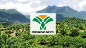 常青油棕被审计师点名：钱快不够用了？