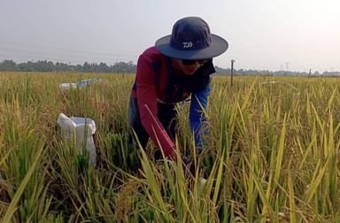 Dewan Rakyat passes tougher rice laws to protect farmers