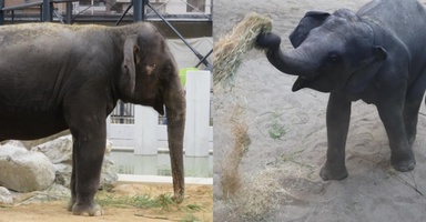 Petisyen Bawa Pulang Dara, Amoi & Kelat Raih Perhatian, Lebih 100,000 Orang Sokong