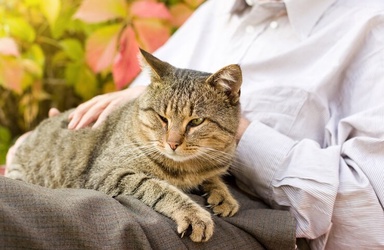 Bela Kucing Mungkin Baik Untuk Kesihatan Jantung - Kajian