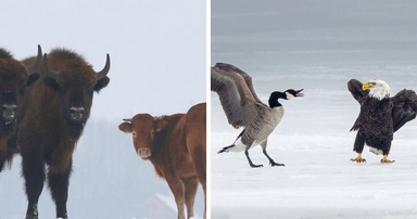 75 Iconic Animal Photos From All Over The World