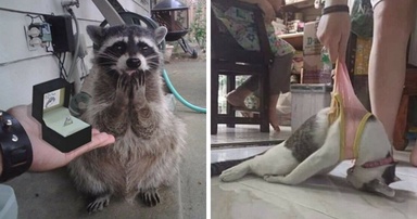 31 Of The Most Hilarious And Cute ‘Important Animal Images’ To Brighten Your Day (New Pics)