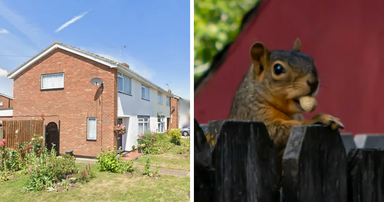 Neighbor Battle Over Ornamental Squirrel Results In Loser Facing Huge Court Bill