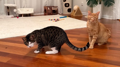 Polly And Nacho Find Their Happy Ending Together In New Jersey Thanks To Tabby’s Place Sanctuary