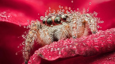 Dragonflies, Ladybugs And Flowers Covered In Dew: 23 Stunning Macro Photos Shared By 35AWARDS