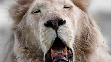 Wildlife Photographer Starts Yawning At Big Cats, Captures Their Reactions In 13 Photos