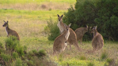 Outrage as kangaroos found dead in suspected animal cruelty case