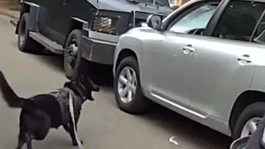 Bodycam shows police K-9 leaping into action after suspected impaired driver refused to surrender