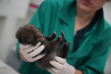 No cuddles, but lots of care: How a Paris-area wildlife hospital keeps rescued animals wild