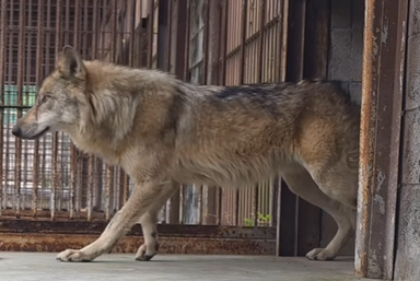 South Korean wolf’s escape inspires bread, billboards, and a crypto coin