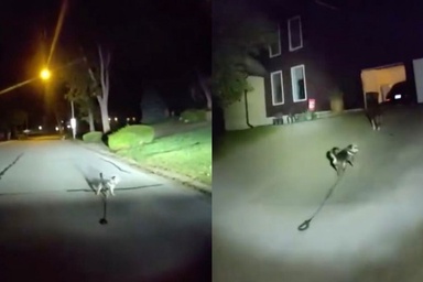 Loyal dog leads police to injured owner trapped on floor at home