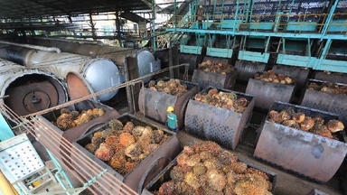 Harga CPO Turun, Dipicu Melemahnya Permintaan dari India