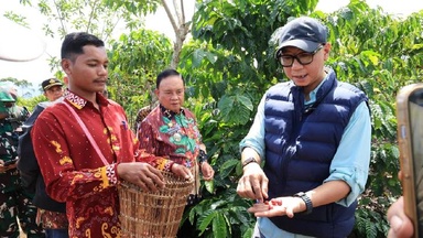 Gubernur Lampung Dorong Penggunaan PHC, Percepat Produksi Kopi menjadi 1,5 tahun