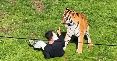 Lelaki maut dibaham harimau selepas masuk kandang di taman hidupan liar