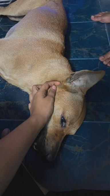 SAFM urges full probe into alleged killing of pet dog in Port Klang
