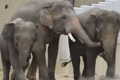 Peka questions Taiping council over elephants’ alleged worsening psychological distress