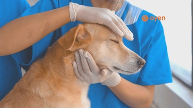 24-Hour & House Call Vet Clinics in KL & Selangor (2026 Guide)